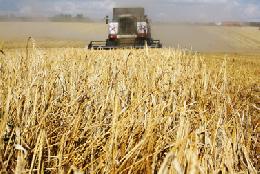 Минсельхоз России: в стране практически завершена уборка пшеницы и ячменя