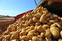 Сельхозпроизводители могут сократить посадки картофеля
