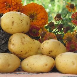 Картофель хлеб бережет: 24 сентября в Томске пройдет традиционный «Праздник картошки» 