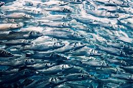 На Дальнем Востоке в 2018 году добыт рекордный объем тихоокеанских лососей – почти 680 тыс. тонн