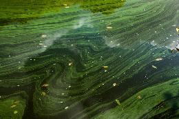 Российские ученые научились очищать озера от сине-зеленых водорослей