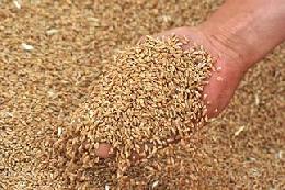 	 Крупные экспортеры зерна удваивают объемы поставок