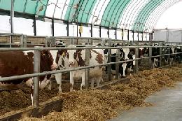 Минсельхоз России: производство молока в сельскохозяйственных организациях выросло почти на 5%