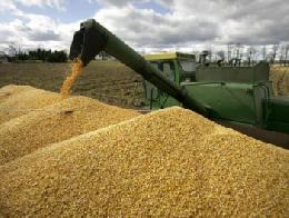 Урожай зерновых и зернобобовых культур в Томской области убран с более половины площадей.
