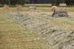 В личных подворьях региона заготовлено свыше 6,3 тыс. тонн сена  