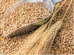 В Минсельхозе обсудили качество и безопасность зерна и продуктов его переработки