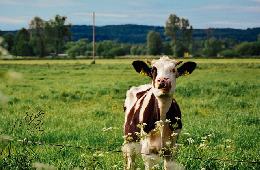 В 2019 году продуктивность коров в сельхозпредприятиях выросла на 255 кг 