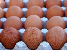 Кузбасс лидирует по производству куриного яйца в Сибири