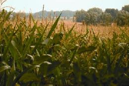 Аграрии Ставрополья выбирают высокоурожайные сорта кукурузы