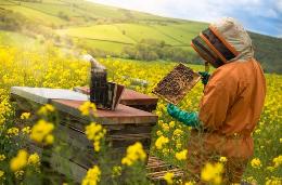 В законодательстве предлагают поддерживать пчеловодство как отдельную отрасль