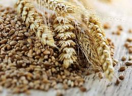 Председатель Правительства РФ подписал постановление об экспортных пошлинах на зерновые культуры