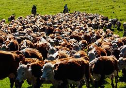 Мировые цены на живой крупный рогатый скот снова пошли вниз