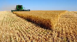 Минсельхоз: экспорт зерна из России за год составит 34–35 млн тонн