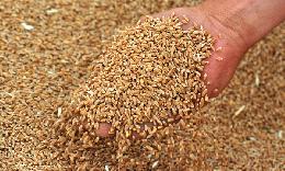 Сибирский НИИ сельского хозяйства и торфа предоставил аграриям Томской области более 145 тонн элитных семян на посевную кампанию