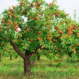 В Школе современного садоводства научат выращивать плодово-ягодные культуры