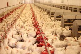 Россия увеличила экспорт мяса птицы на 64%