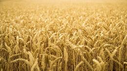 Россия лидирует в мировом экспорте пшеницы – конкуренты волнуются обоснованно