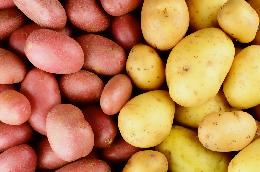 Обеспечить себя и хозяйства СФО элитным семенным фондом картофеля — амбициозная задача овощеводов Томской области