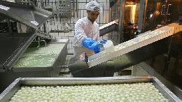 Губернатор откроет производство сыра на «Деревенском молочке»