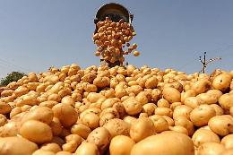 В Минсельхозе прошли совещания с участниками комплексных проектов по семеноводству и селекции картофеля