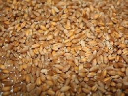 Пшеница в России продолжает дешеветь