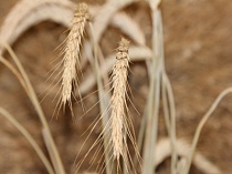 Экспортные пошлины на пшеницу не дают результата