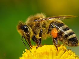 Комментарий. Европа встает на защиту пчеловодства.
