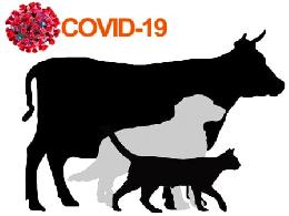 МЭБ высоко оценил работу Россельхознадзора по созданию вакцины против COVID-19 для животных