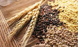 Экспортные пошлины на пшеницу и кукурузу из РФ понизились с 23 ноября