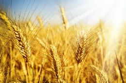 Цена на пшеницу в России начала снижаться.