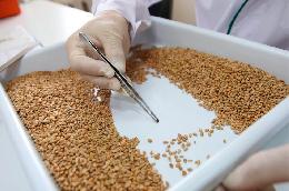 ​​​​​​​Лаборатория Алтайского филиала ФГБУ «Центр оценки качества зерна» проверила томские зернобобовые культуры 