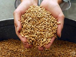 В России собрано более 89 млн тонн зерна, что на 28% больше уровня прошлого года