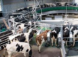 Минсельхоз России: объемы производства молока в сельхозорганизациях страны увеличилось 3%