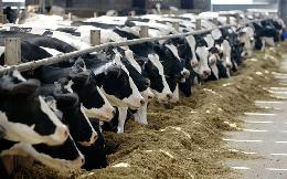 Томских сельхозтоваропроизводителей обучат, как повысить продуктивность молочного скота 