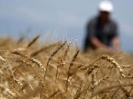 В России собрано 155,5 млн тонн зерна в бункерном весе