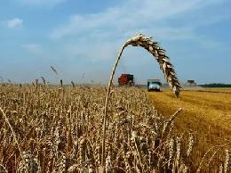 Темпы жатвы в РФ существенно ниже прошлогодних, намолочено более 5 млн т зерна - Центр агроаналитики 