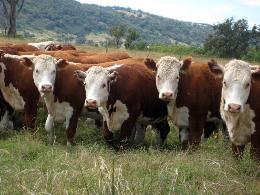 Россия с 30 июля запрещает ввоз из Македонии крупного рогатого скота и мяса