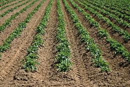 Основы эффективной технологии выращивания картофеля на базе малых форм хозяйствования