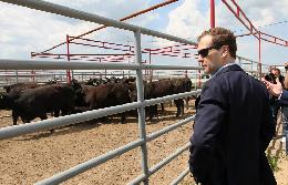 Д. Медведев потребовал от губернаторов немедленно довести субсидии до аграриев.