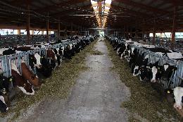 Международный эксперт в молочном животноводстве Юп Дрессен проведет трехдневный курс обучения для томских аграриев «Сигналы коров»