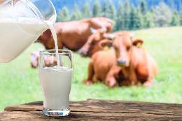 Российские ученые научились определять коров, чье молоко более пригодно для производства сыра