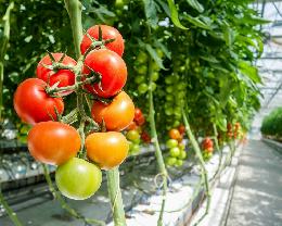 Распределена тарифная льгота на беспошлинный ввоз 100 тыс. тонн томатов