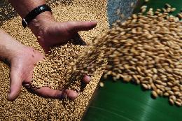 Эксперты прогнозируют стабилизацию цен за зерно