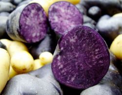 Американские ученые вывели новый сорт богатого антиоксидантами картофеля