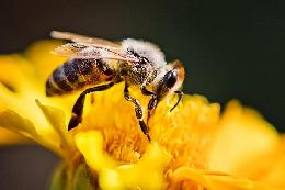 Пчеловоды обсудили стратегию развития отрасли в регионе на 2023 год
