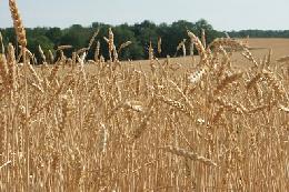 Минсельхоз России: на 15 августа экспорт зерновых составил 6,8 млн тонн