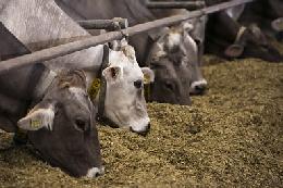 Минсельхоз России: производство молока увеличилось на 2,2% 