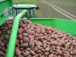 В Томской области началась уборка картофеля и овощей