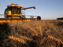 В России собрано более 50 млн тонн зерна