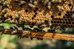 Принят закон о пчеловодстве